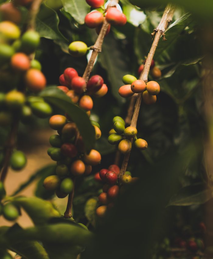 Milyen növény a kávé?